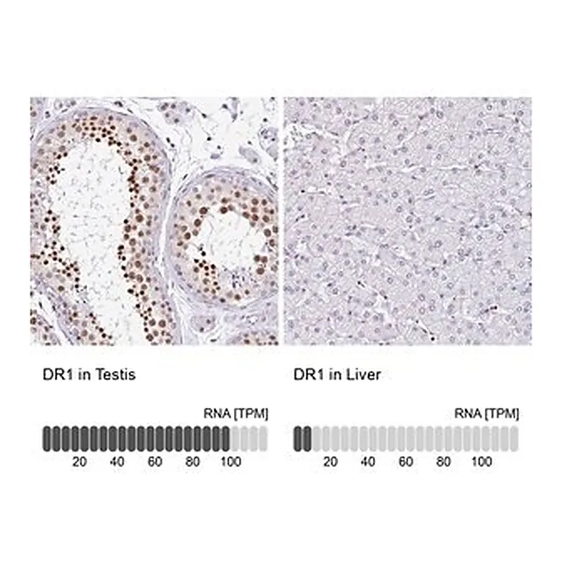 Merck Anti-DR1 antibody produced in rabbit