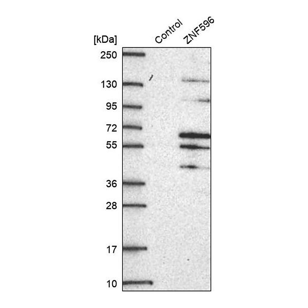 Merck Anti-ZNF596 antibody produced in rabbit