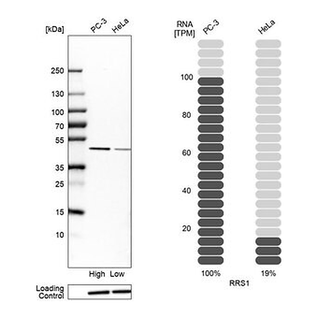Merck Anti-RRS1 antibody produced in rabbit
