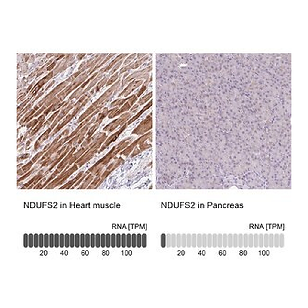 Merck Anti-NDUFS2 antibody produced in rabbit