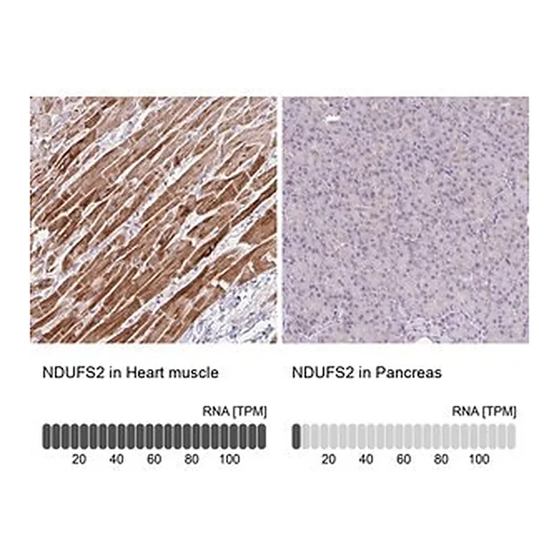 Merck Anti-NDUFS2 antibody produced in rabbit