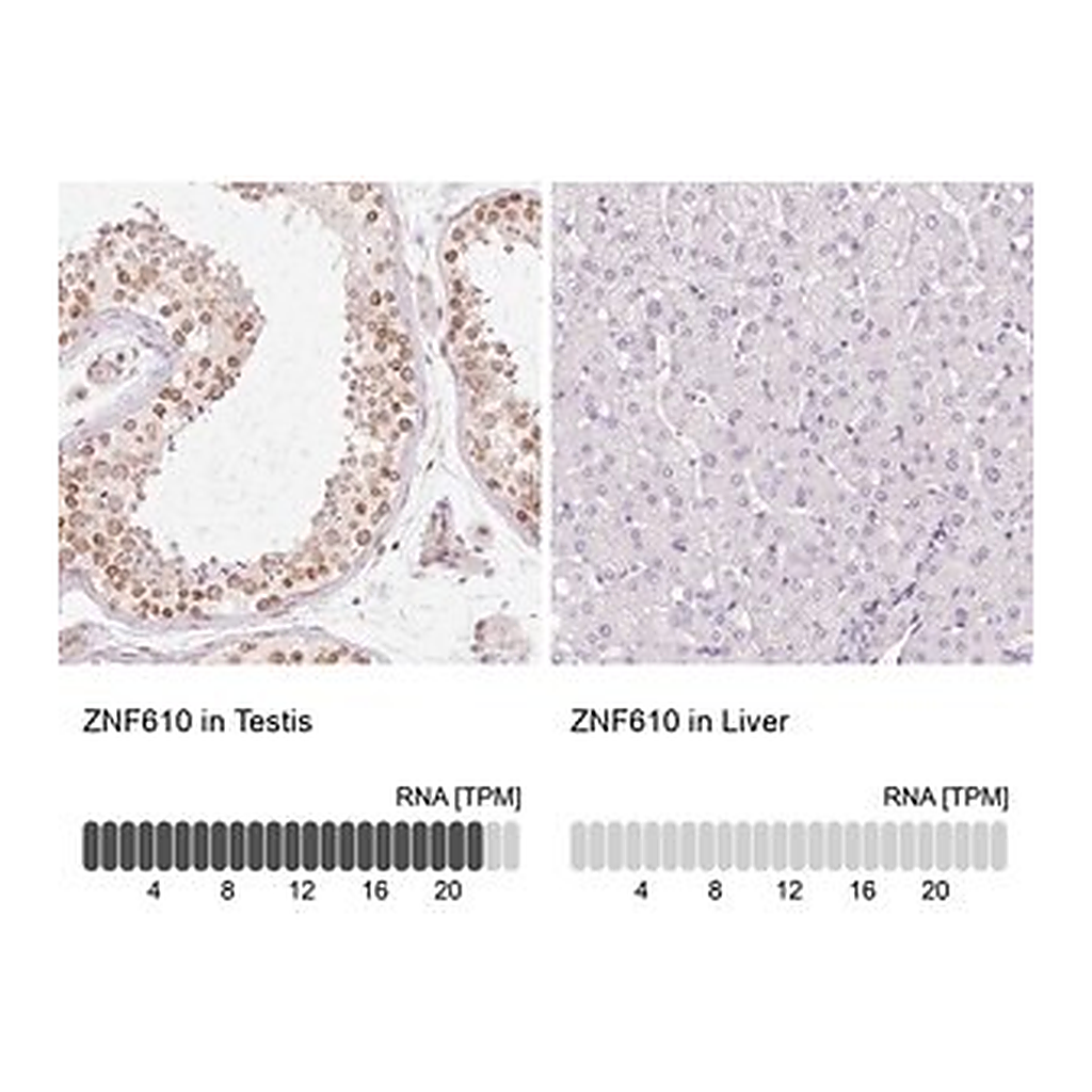 Merck Anti-ZNF610 antibody produced in rabbit