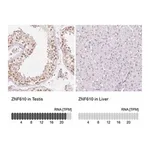 Merck Anti-ZNF610 antibody produced in rabbit