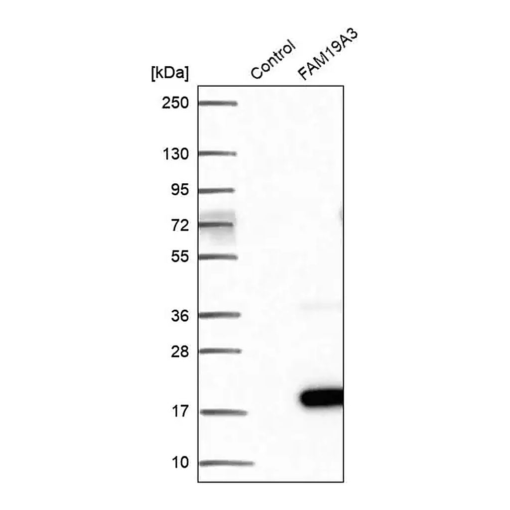Merck Anti-FAM19A3 antibody produced in rabbit