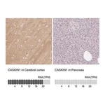 Merck Anti-CASKIN1 antibody produced in rabbit