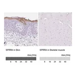 Merck Anti-SPRR4 antibody produced in rabbit