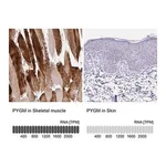 Merck Anti-PYGM antibody produced in rabbit