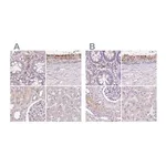 Merck Anti-HEXB antibody produced in rabbit
