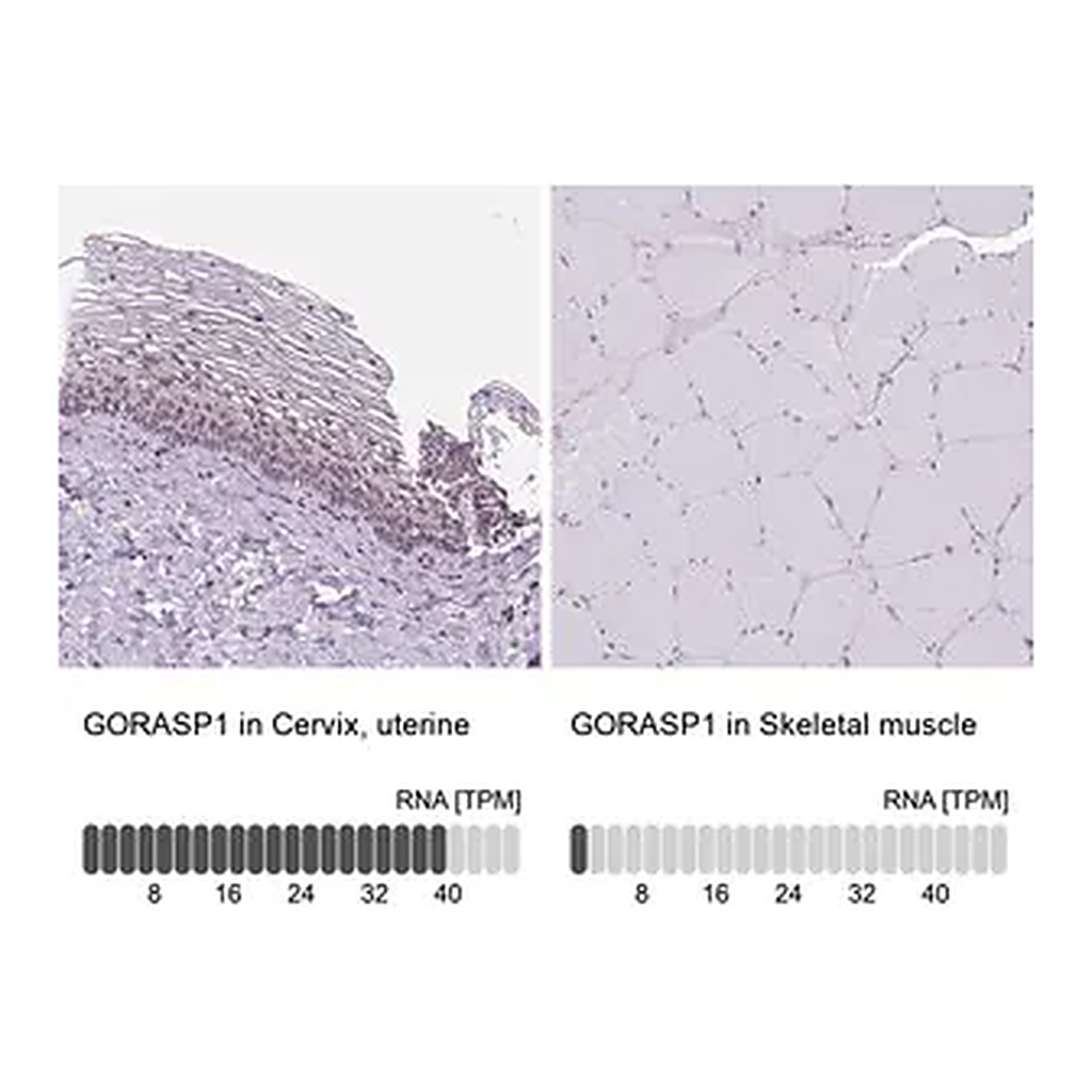 Merck Anti-GORASP1 antibody produced in rabbit