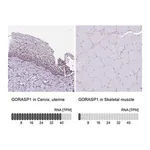 Merck Anti-GORASP1 antibody produced in rabbit