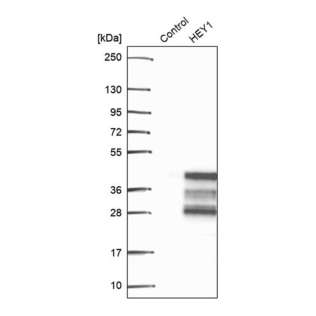 Merck Anti-HEY1 antibody produced in rabbit