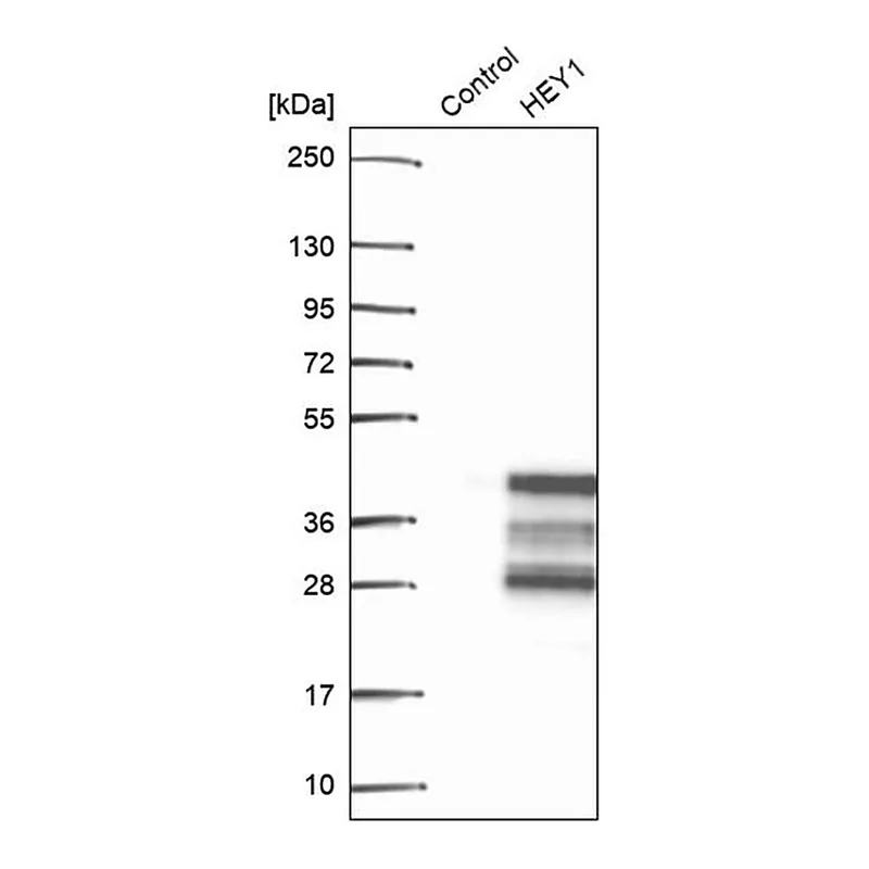Merck Anti-HEY1 antibody produced in rabbit