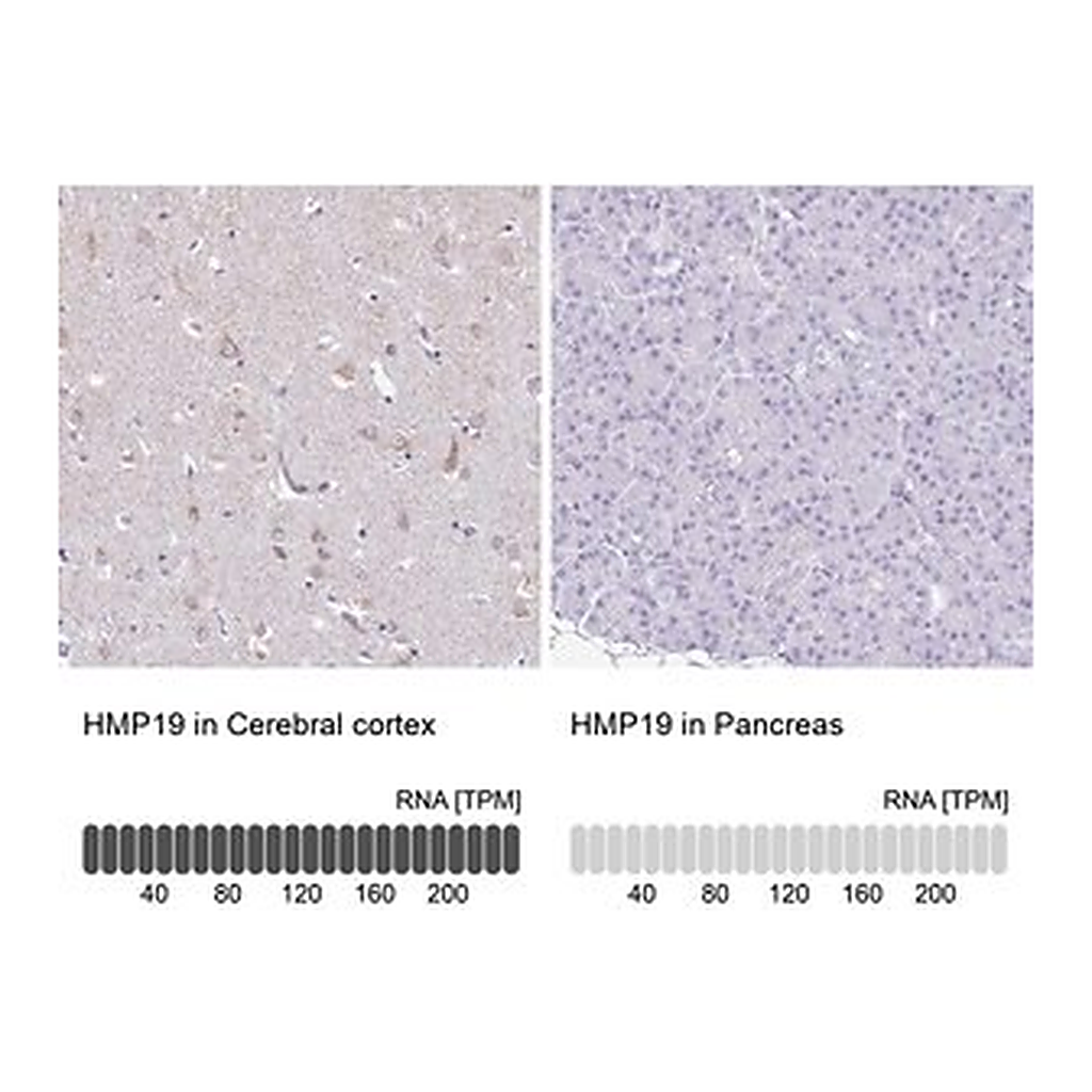 Merck Anti-HMP19 antibody produced in rabbit