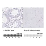 Merck Anti-C12orf56 antibody produced in rabbit
