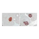 Merck Anti-IAPP (N-terminal) antibody produced in rabbit