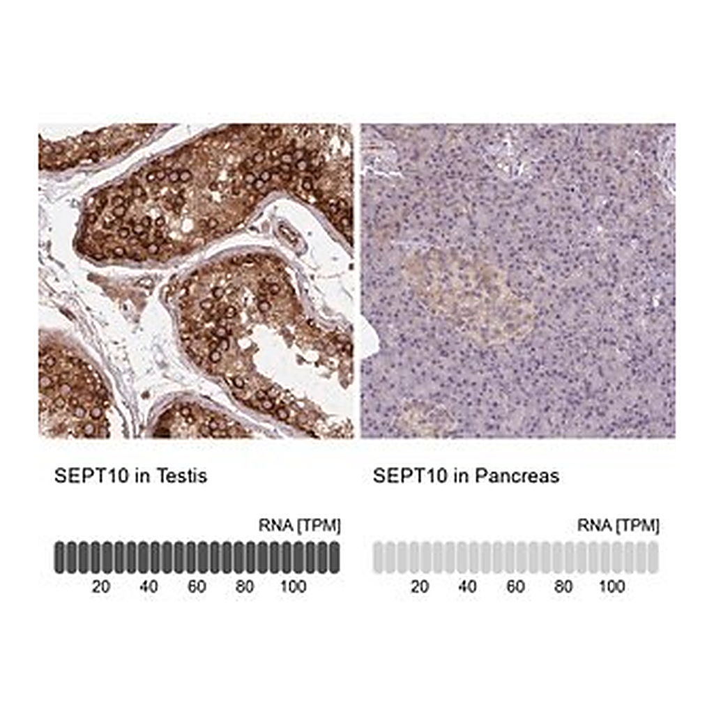 Merck Anti-SEPT10 antibody produced in rabbit