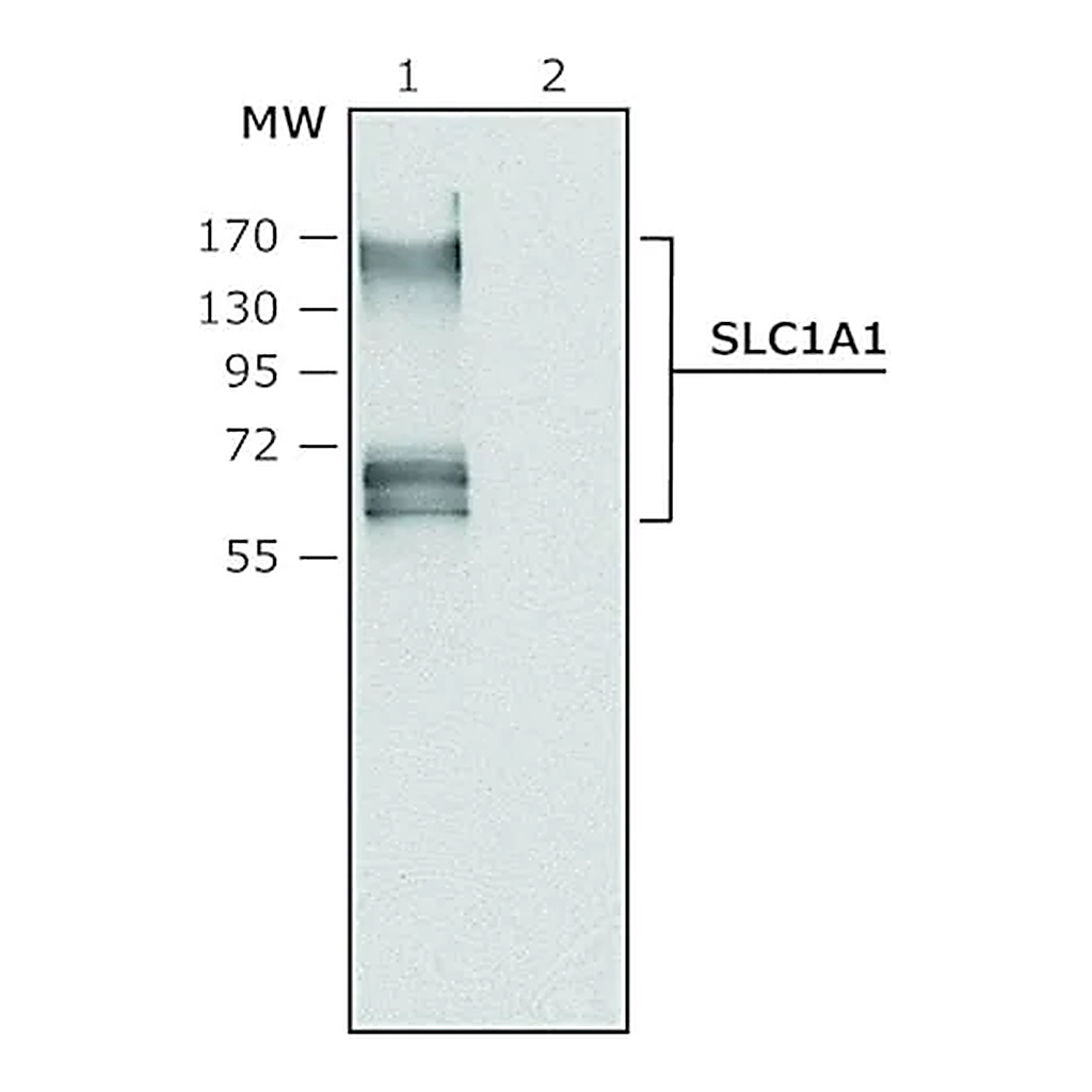 Merck Anti-SLC1A1 antibody produced in rabbit