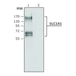 Merck Anti-SLC1A1 antibody produced in rabbit