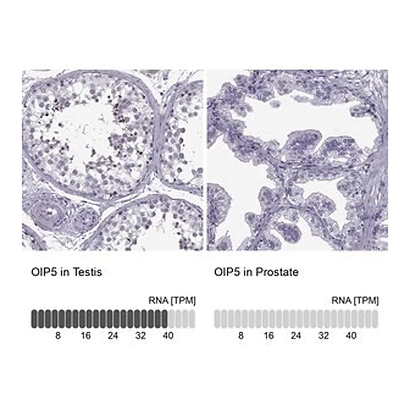 Merck Anti-OIP5 antibody produced in rabbit