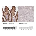 Merck Anti-TMEM253 antibody produced in rabbit