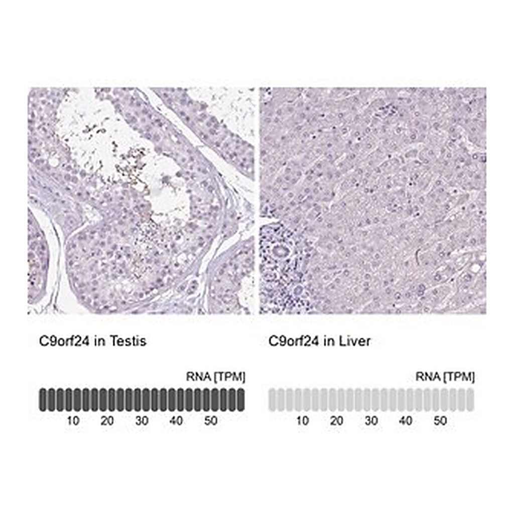 Merck Anti-C9ORF24 antibody produced in rabbit