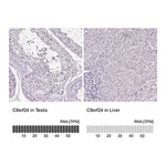 Merck Anti-C9ORF24 antibody produced in rabbit