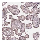 Merck Anti-TMEM88 antibody produced in rabbit