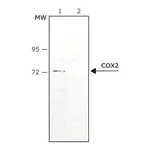 Merck Anti-COX2 antibody produced in rabbit