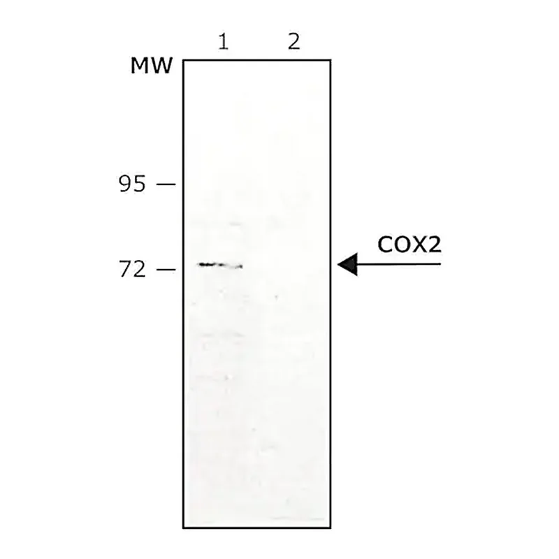 Merck Anti-COX2 antibody produced in rabbit