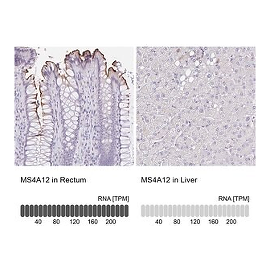 Merck Anti-MS4A12 antibody produced in rabbit