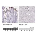 Merck Anti-MS4A12 antibody produced in rabbit