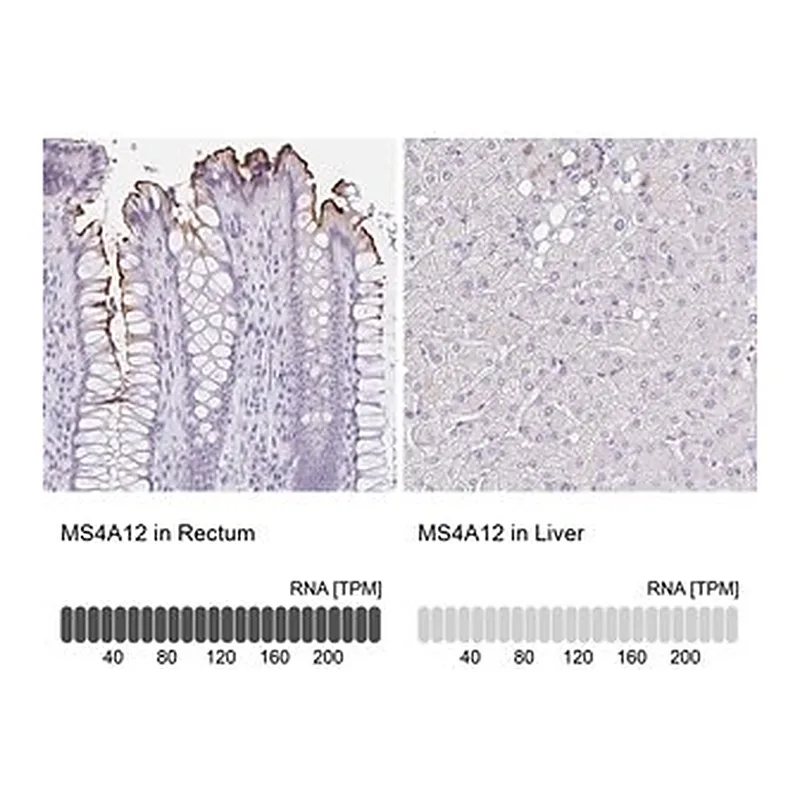 Merck Anti-MS4A12 antibody produced in rabbit