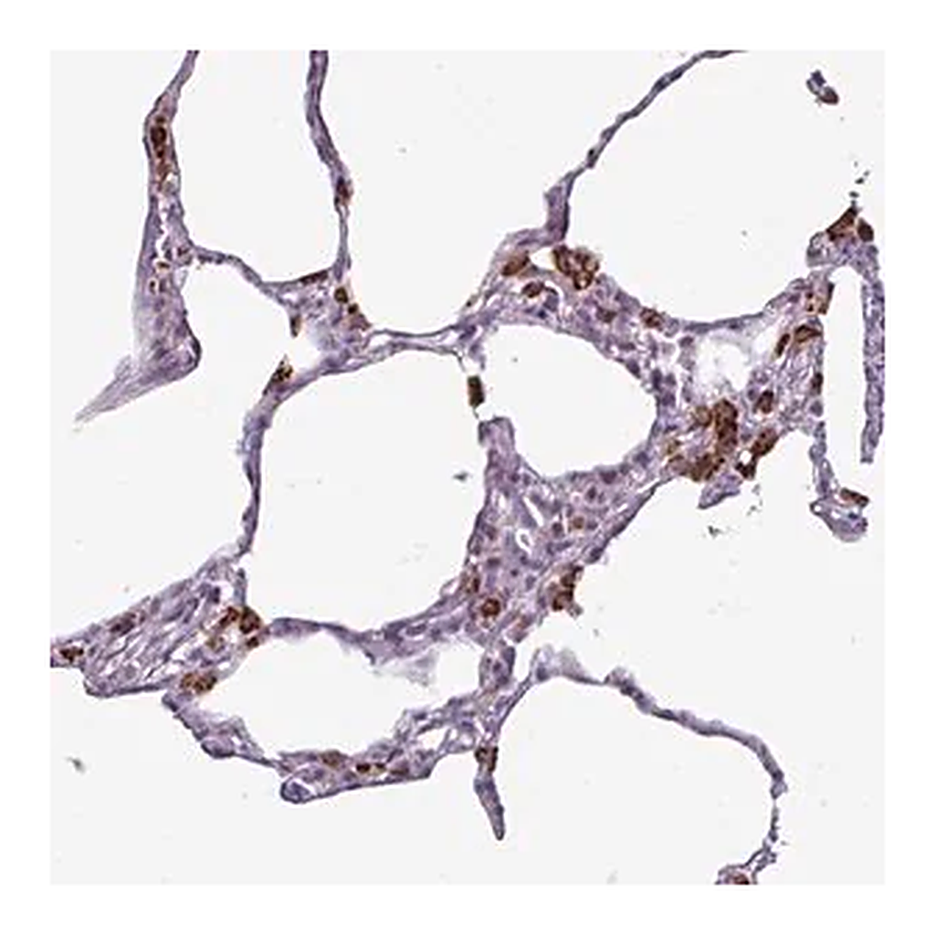 Merck Anti-AMIGO2 antibody produced in rabbit