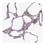Merck Anti-AMIGO2 antibody produced in rabbit