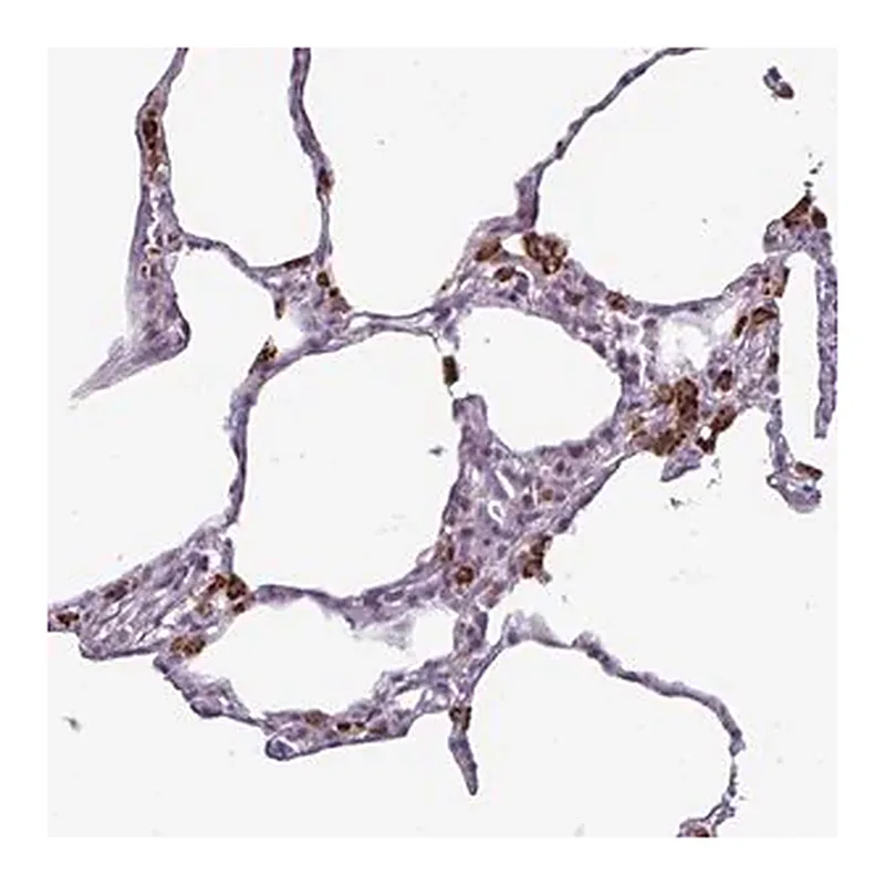 Merck Anti-AMIGO2 antibody produced in rabbit