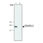Merck Anti-Claudin-1 (C-terminal) antibody produced in rabbit