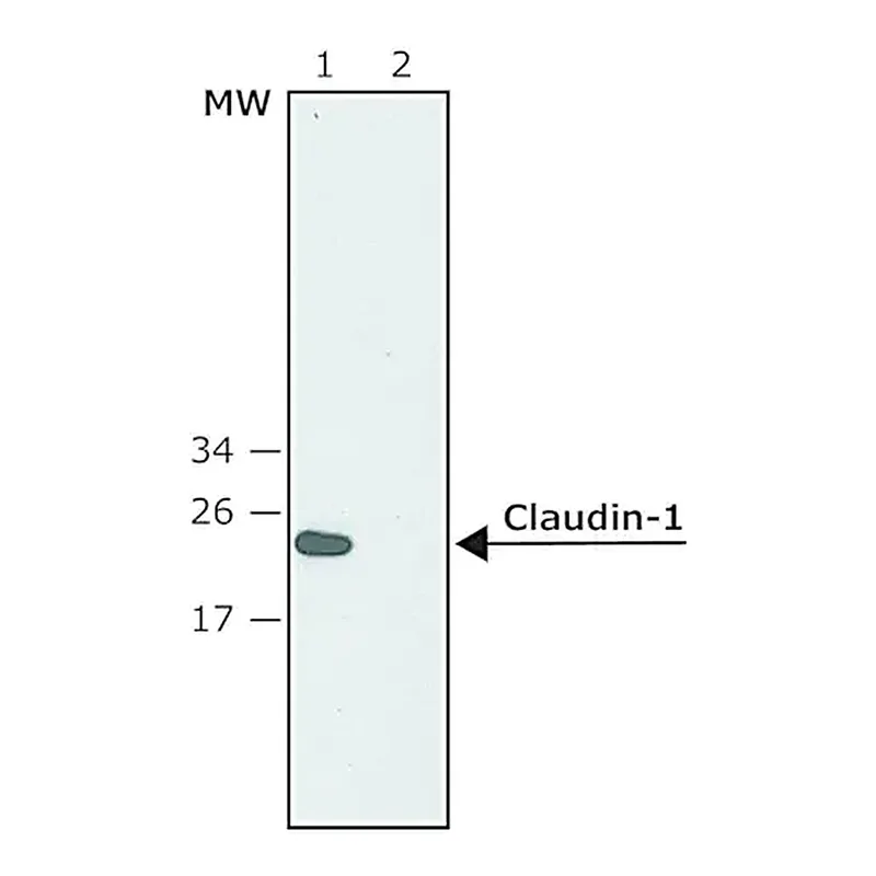 Merck Anti-Claudin-1 (C-terminal) antibody produced in rabbit