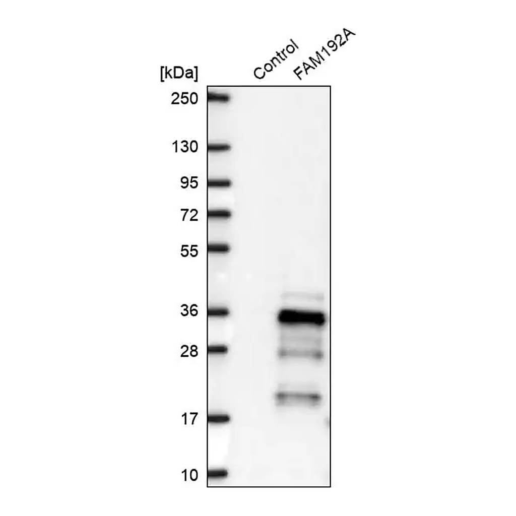 Merck Anti-FAM192A antibody produced in rabbit