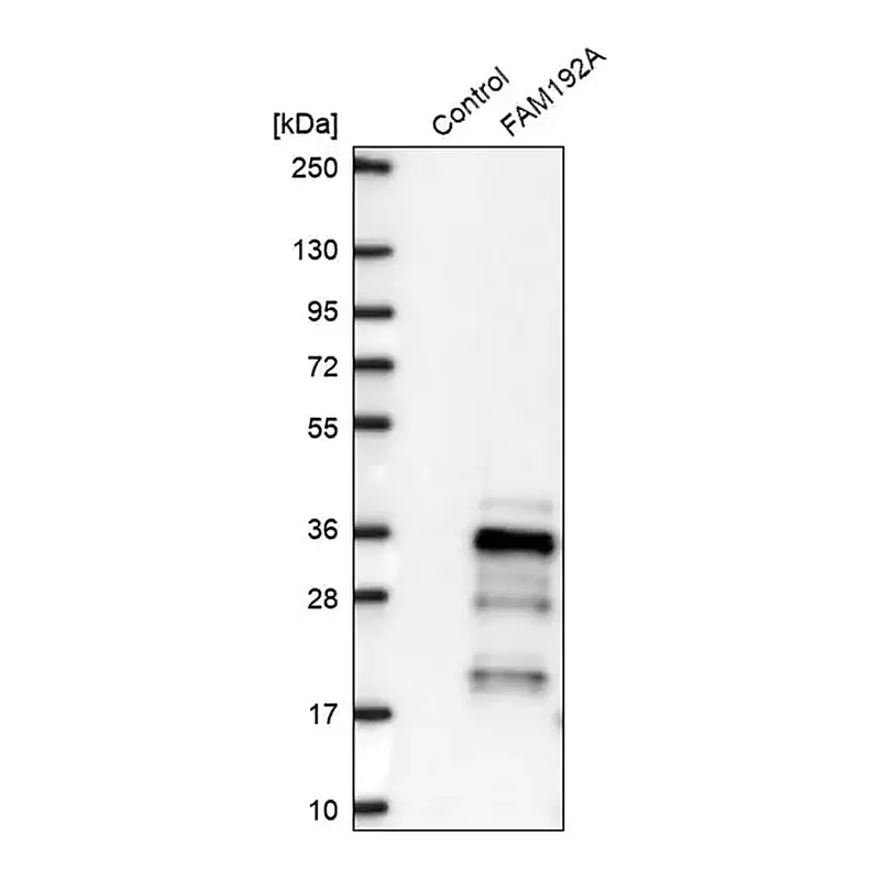 Merck Anti-FAM192A antibody produced in rabbit