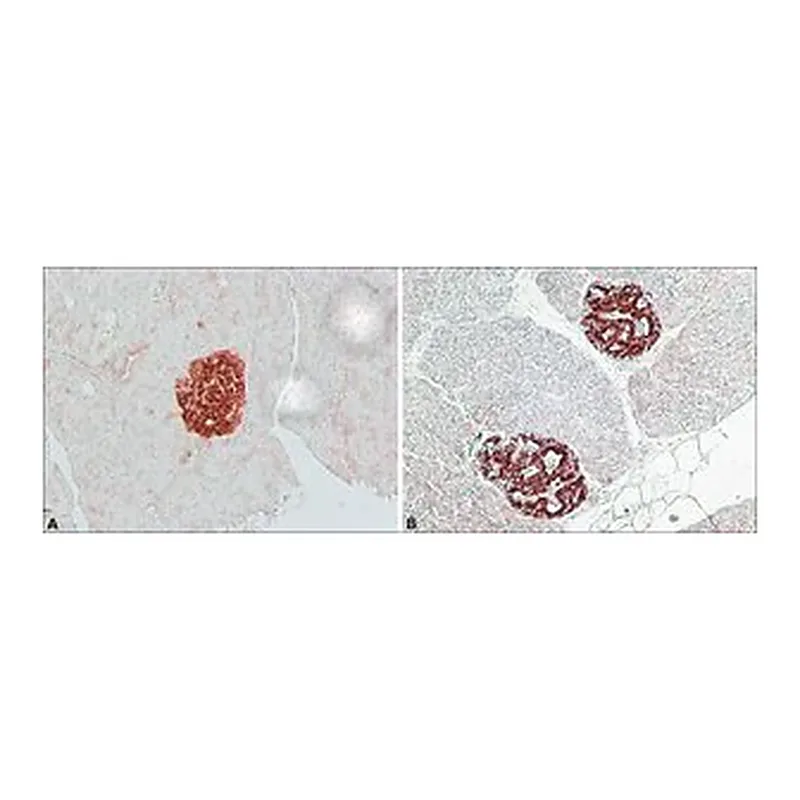 Merck Anti-IAPP antibody produced in rabbit