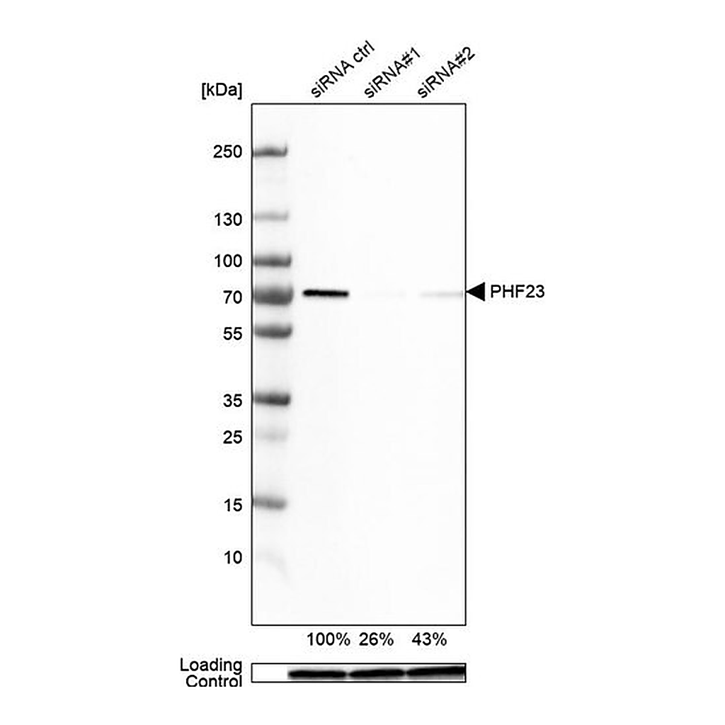 Merck Anti-PHF23 antibody produced in rabbit
