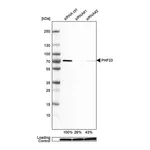 Merck Anti-PHF23 antibody produced in rabbit