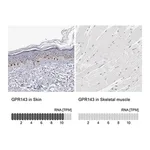 Merck Anti-GPR143 antibody produced in rabbit