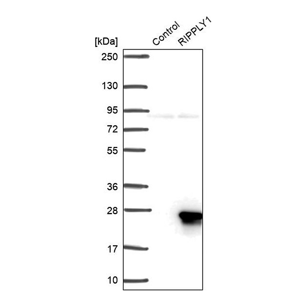 Merck Anti-RIPPLY1 antibody produced in rabbit