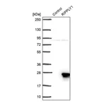 Merck Anti-RIPPLY1 antibody produced in rabbit
