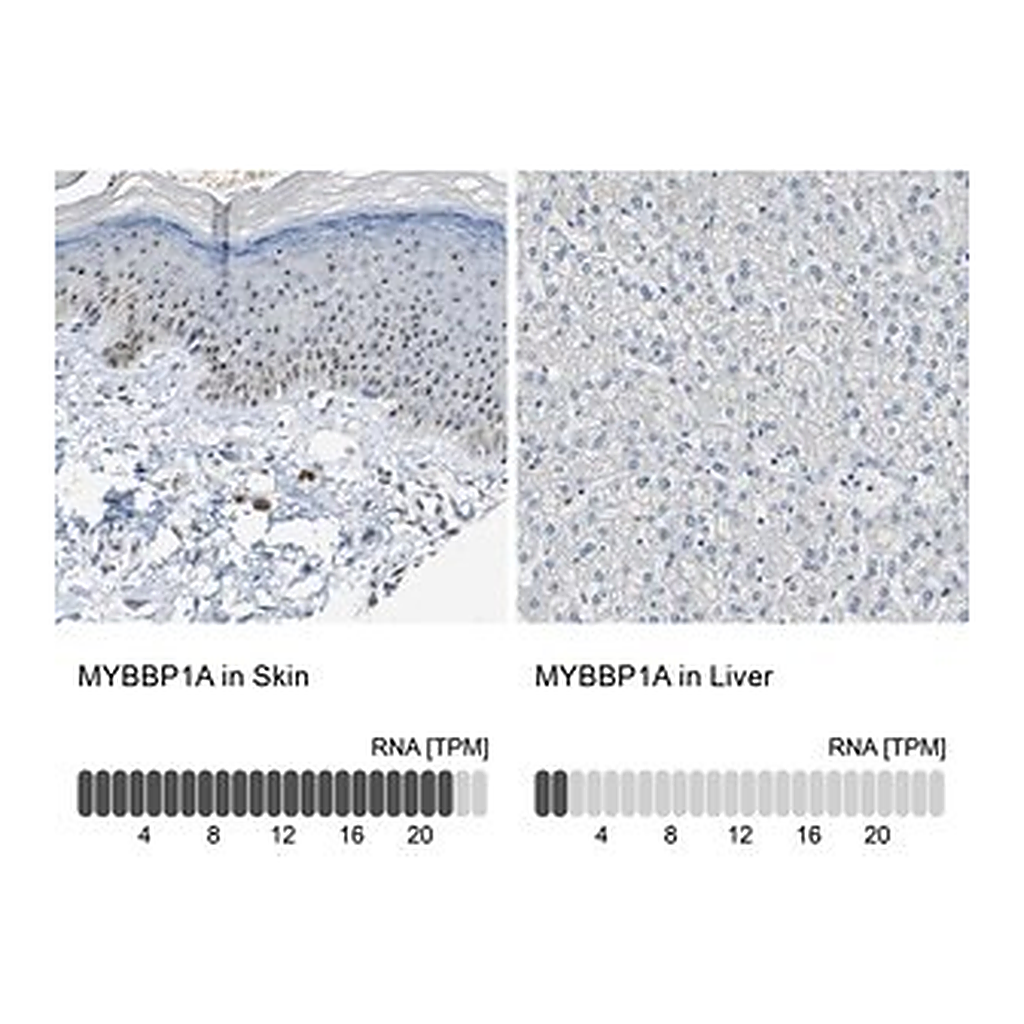 Merck Anti-MYBBP1A antibody produced in rabbit