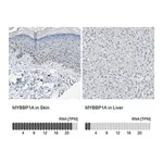 Merck Anti-MYBBP1A antibody produced in rabbit