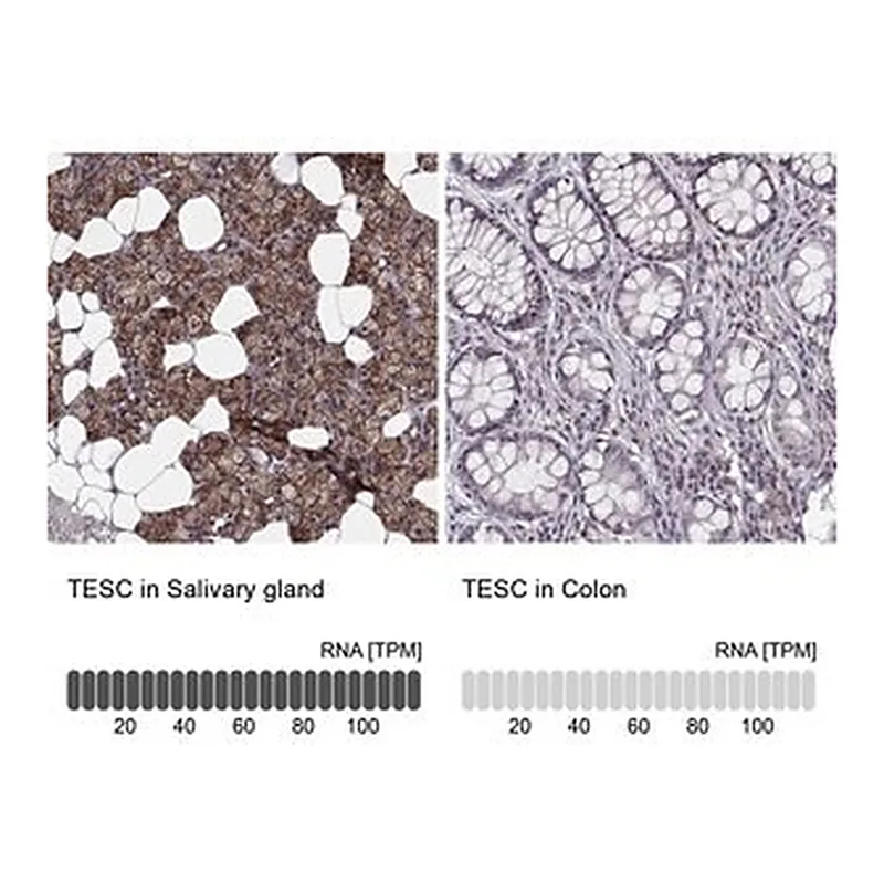 Merck Anti-TESC antibody produced in rabbit