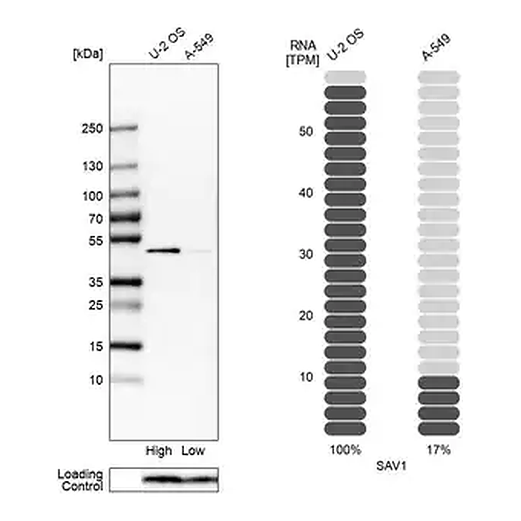 Merck Anti-SAV1 antibody produced in rabbit