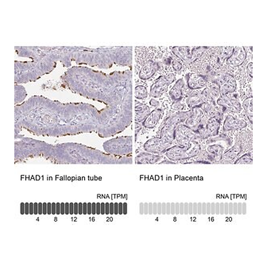 Merck Anti-FHAD1 antibody produced in rabbit